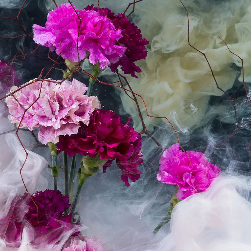 A close-up arrangement of carnation flowers in shades of bright pink, magenta, and pale blush, layered with translucent white and gray fabric against a dark smoky background.