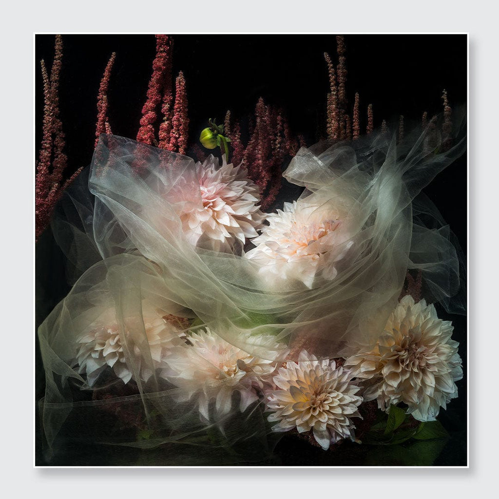 A square floral still life featuring pale blush and cream dahlia flowers wrapped in sheer white tulle, set against a very dark background with tall burgundy ornamental grasses. The artwork is centered with a thin light border around it.