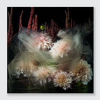 A square floral still life featuring pale blush and cream dahlia flowers wrapped in sheer white tulle, set against a very dark background with tall burgundy ornamental grasses. The artwork is centered with a thin light border around it.