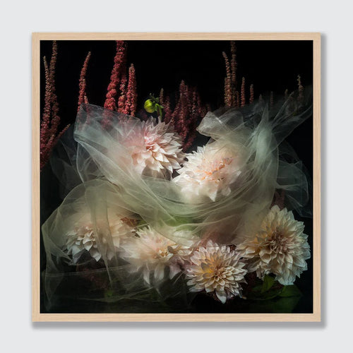 A square framed floral art print featuring pale pink and white dahlias wrapped in sheer tulle, with dark red amaryllis in the background, set in a light wood frame against a light gray wall.