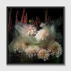 A framed floral art print featuring pale pink and cream dahlias with tall burgundy amaryllis against a black background, enclosed in a thin dark frame and shown on a light gray wall.