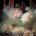 A close-up arrangement of pale blush and cream dahlia flowers draped in sheer tulle, with dark burgundy ornamental grasses in the background against a black backdrop.