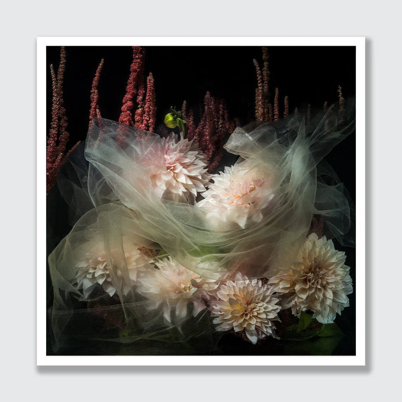 A square floral still life print featuring pale pink and cream dahlias with sheer tulle overlay and dark burgundy amaryllis against a black background, presented with a white border on a light gray backdrop.