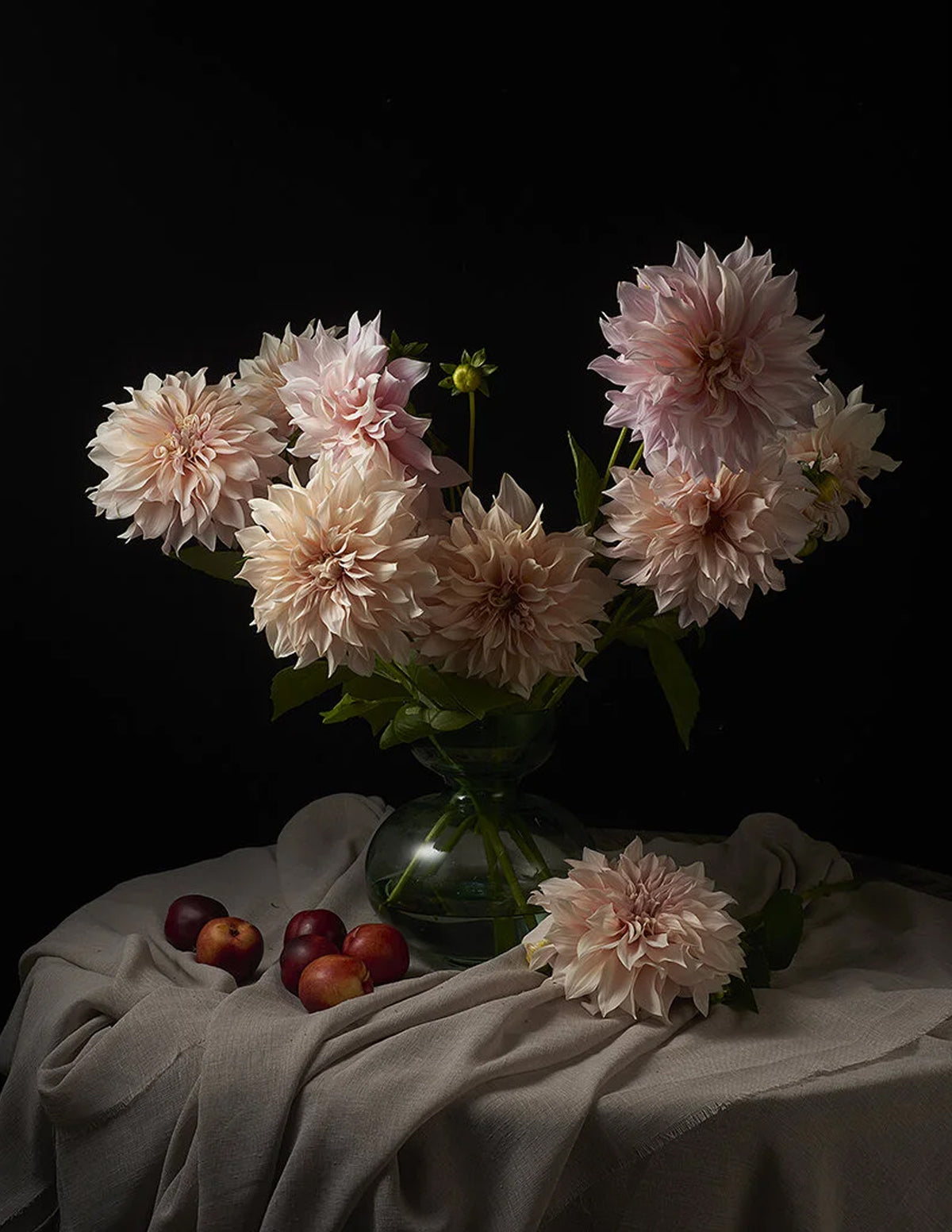A still life arrangement of pale blush pink dahlia flowers in a clear glass vase, set on draped gray fabric with a few red apples on a black background.