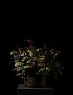 A potted trailing houseplant with green and burgundy variegated leaves, shown in a dark pot on a black pedestal against a solid black background.