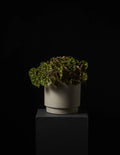 A potted green plant with variegated leaves in a textured off-white ceramic pot, displayed on a dark pedestal against a solid black background.