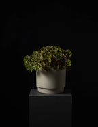 A potted green plant with variegated leaves in a textured off-white ceramic pot, displayed on a dark pedestal against a solid black background.