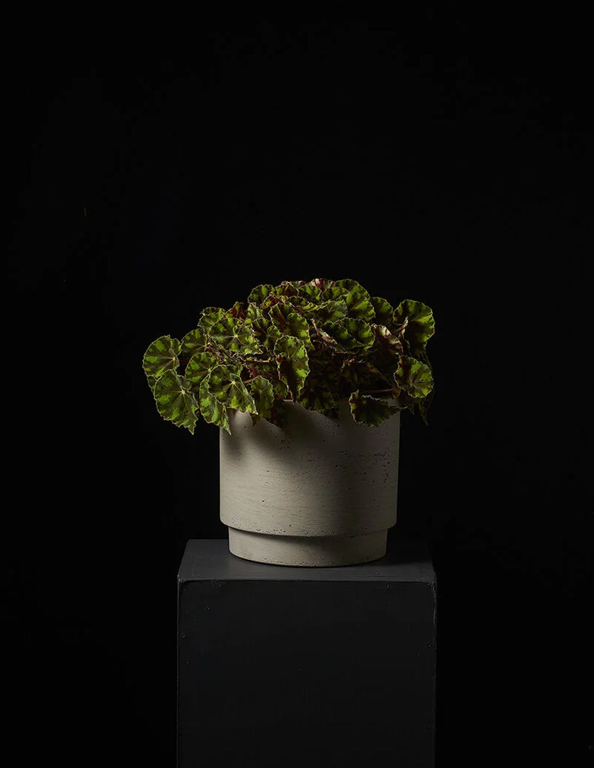 A potted green plant with variegated leaves in a textured off-white ceramic pot, displayed on a dark pedestal against a solid black background.