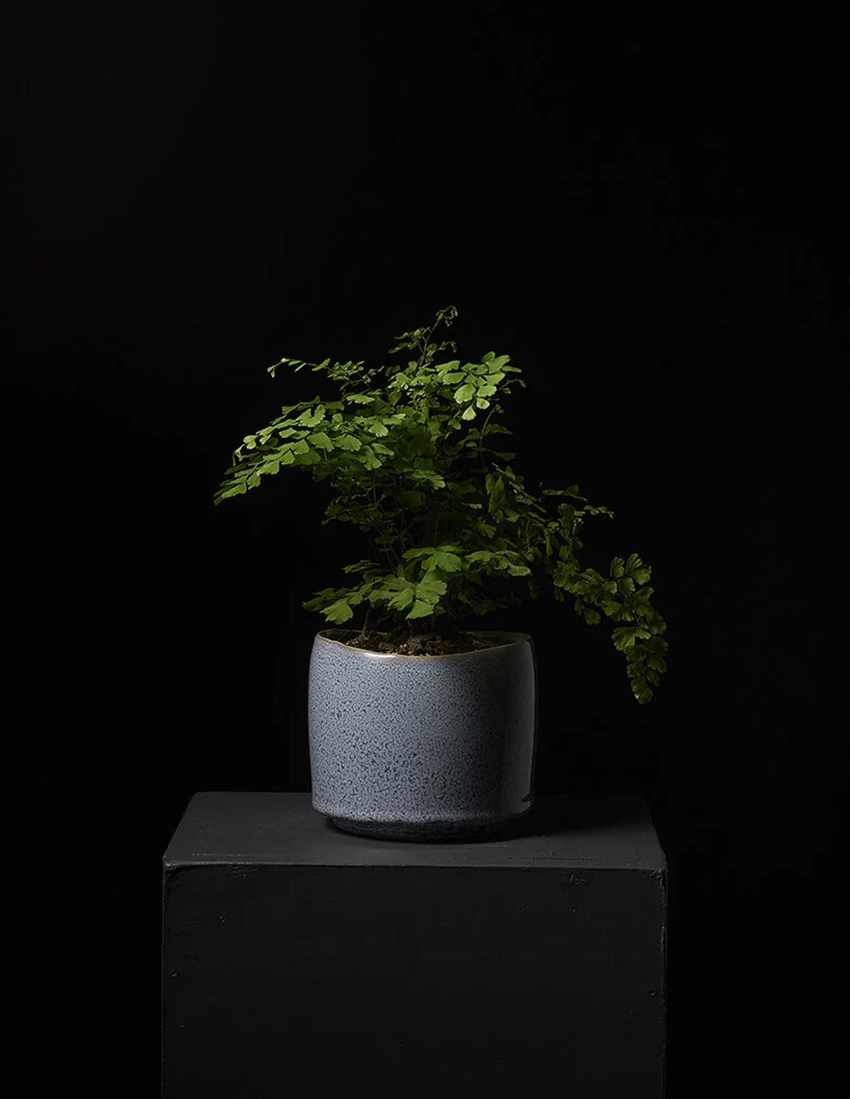 A small green potted fern in a speckled light gray ceramic pot, displayed on a dark pedestal against a solid black background.
